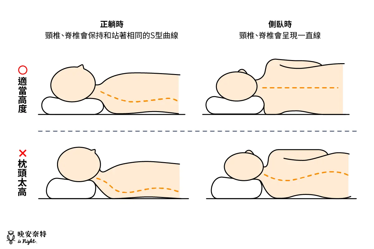 枕頭高度若適當，正躺時脊椎會維持自然Ｓ曲線，而側臥時看起來是一條直線！