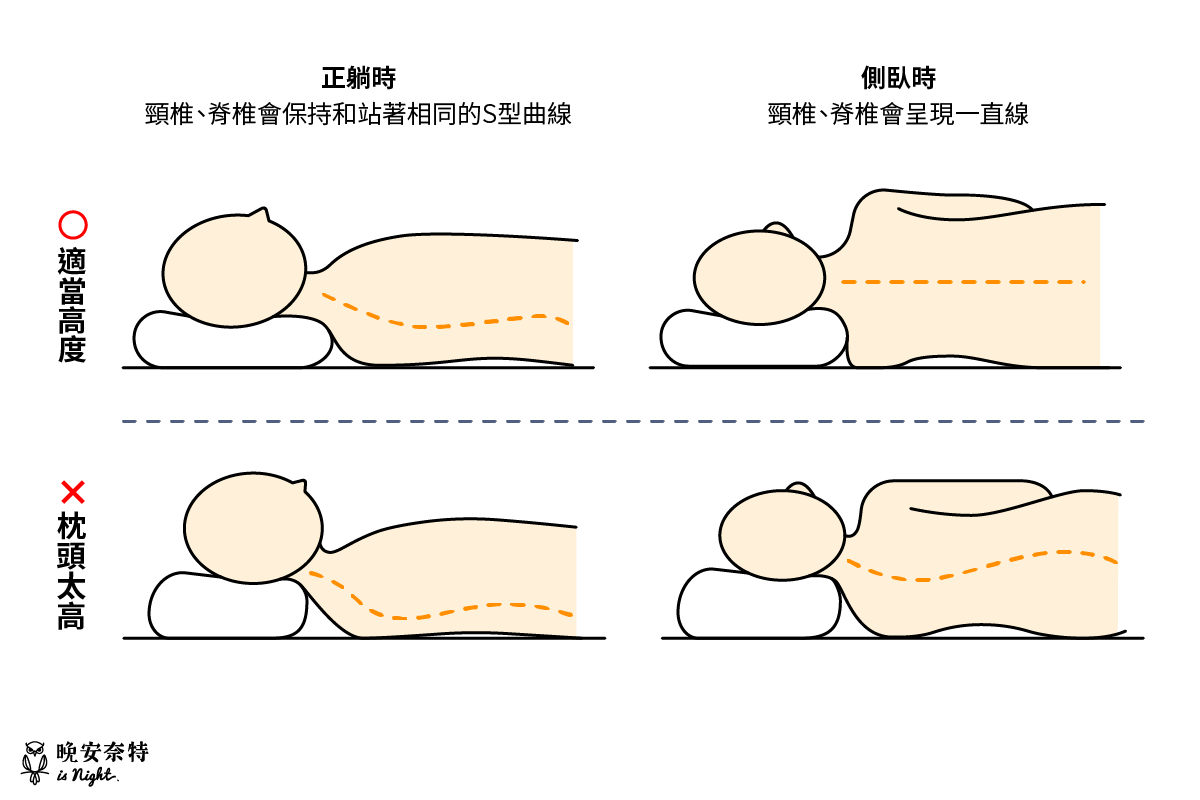 枕頭高度若適當，正躺時脊椎會維持自然Ｓ曲線，而０側臥時，看起來會是一條直線！

