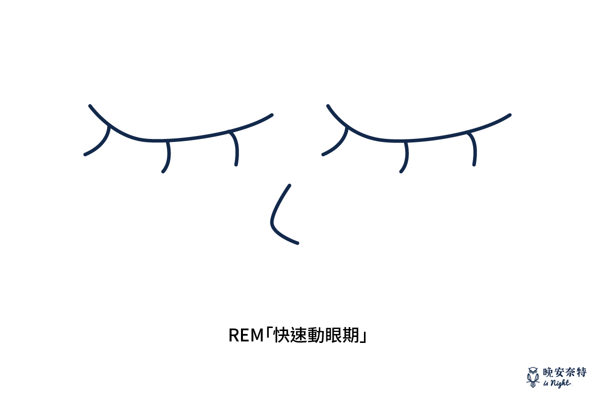 REM被稱作「快速動眼期」，屬於睡眠週期的最後一個階段，閉上眼睛後，仍能看見眼球不規則的左右擺動。